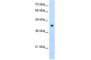 CCBL2 Antikörper  (N-Term)