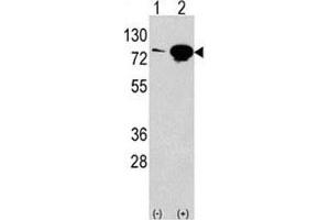 Image no. 2 for anti-Eukaryotic Translation Initiation Factor 4B (EIF4B) (AA 353-382) antibody (ABIN3028643)