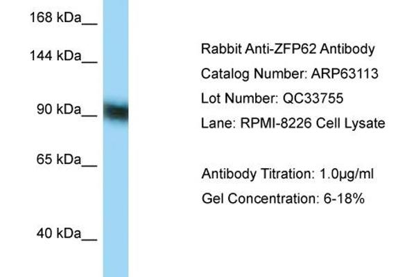 anti-Zinc Finger Protein 62 (ZFP62) (C-Term) antibody