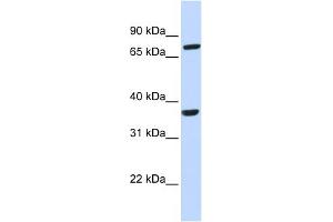 Image no. 1 for anti-Chemokine (C-C Motif) Receptor-Like 2 (CCRL2) (N-Term) antibody (ABIN2778230)