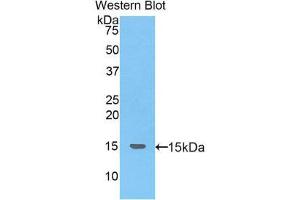 Image no. 1 for anti-Secreted Frizzled-Related Protein 5 (SFRP5) (AA 48-165) antibody (ABIN1860540)