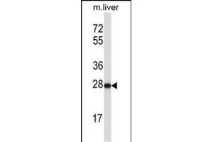 HELT 抗体  (AA 131-160)