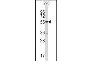 Image no. 1 for anti-Pellino Homolog 2 (Drosophila) (PELI2) (AA 15-43), (N-Term) antibody (ABIN5537394)