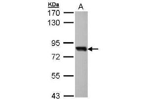 Image no. 2 for anti-SRY (Sex Determining Region Y)-Box 13 (SOX13) (Center) antibody (ABIN2855783)