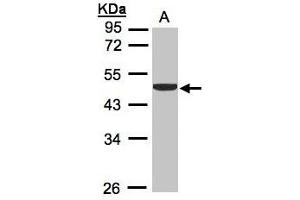 Image no. 2 for anti-Creatine Kinase, Brain (CKB) (AA 66-179) antibody (ABIN467367)