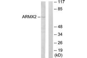 anti-Armadillo Repeat Containing, X-Linked 2 (ARMCX2) (AA 321-370) antibody
