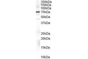 Image no. 1 for anti-Adrenergic, Beta, Receptor Kinase 1 (ADRBK1) (Internal Region) antibody (ABIN185583)
