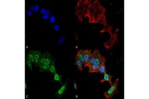Image no. 1 for anti-Glutamate Receptor, Metabotropic 5 (GRM5) (AA 824-1203) antibody (FITC) (ABIN2483982)