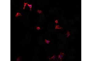 Image no. 1 for anti-Vasoactive Intestinal Peptide (Vip) antibody (ABIN6265987)