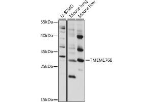 TMEM176B 抗体  (AA 148-208)