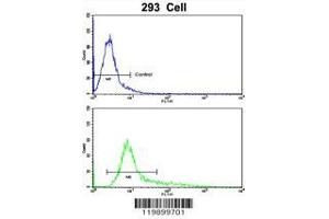 Image no. 3 for anti-Kruppel-Like Factor 11 (KLF11) (AA 7-36), (N-Term) antibody (ABIN390561)