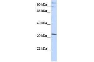 Image no. 1 for anti-Zinc Finger Protein 148 (ZNF148) (Middle Region) antibody (ABIN2775856)