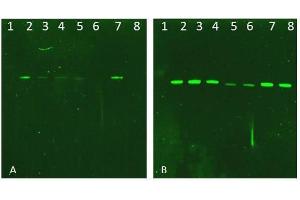 Image no. 4 for anti-V-Akt Murine Thymoma Viral Oncogene Homolog 1 (AKT1) (C-Term) antibody (ABIN94783)