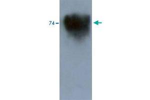 Image no. 1 for anti-Potassium Voltage-Gated Channel, Shal-Related Subfamily, Member 3 (KCND3) antibody (ABIN5581600)