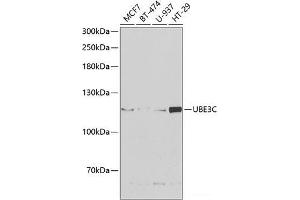UBE3C antibody