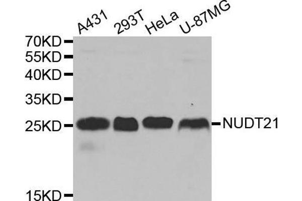 NUDT21 Antikörper  (AA 1-227)