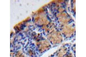 Image no. 2 for anti-Mesencephalic Astrocyte-Derived Neurotrophic Factor (MANF) (AA 28-182) antibody (ABIN1859738)