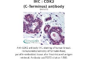 Image no. 1 for anti-Cyclin-Dependent Kinase 2 (CDK2) antibody (ABIN1732928)