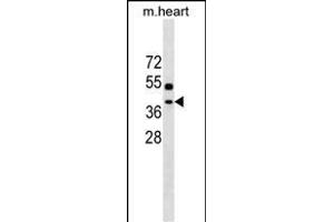 TTC35 Antibody (Center) (ABIN1538550 and ABIN2849891) western blot analysis in mouse heart tissue lysates (35 μg/lane).