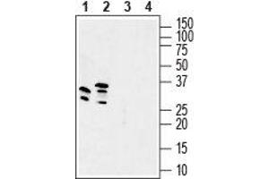 Western blot analysis of mouse brain lysate (lanes 1 and 3) and rat brain membranes (lanes 2 and 4): - 1, 2.