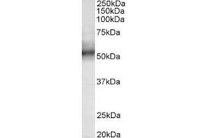 Image no. 1 for anti-Tripartite Motif Containing 11 (TRIM11) (AA 249-263) antibody (ABIN870699)