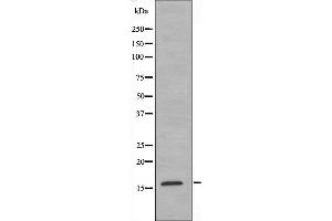 Image no. 1 for anti-Mitochondrial Ribosomal Protein L14 (MRPL14) (C-Term) antibody (ABIN6258513)