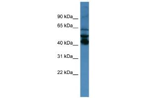 anti-Septin 1 (SEPT1) (N-Term) antibody