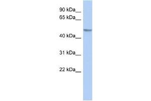 Image no. 1 for anti-GRINL1A Complex Locus (GCOM1) (Middle Region) antibody (ABIN2784651)