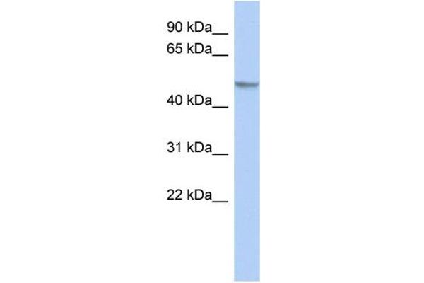 anti-GRINL1A Complex Locus (GCOM1) (Middle Region) antibody
