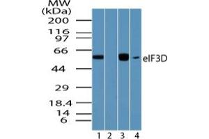 Image no. 1 for anti-Eukaryotic Translation Initiation Factor 3, Subunit D (EIF3D) (AA 500-550) antibody (ABIN960152)