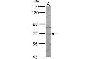 Image no. 1 for anti-Asparaginyl-tRNA Synthetase (NARS) (Center) antibody (ABIN2854955)