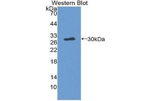 Image no. 1 for anti-Thrombopoietin (THPO) (AA 24-266) antibody (ABIN1871857)