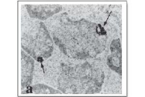 Image no. 1 for anti-Guanylate Cyclase Activator 2B (Uroguanylin) (GUCA2B) (AA 1-8), (N-Term) antibody (ABIN615644)