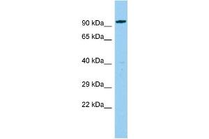 Image no. 1 for anti-Centrosomal Protein 85kDa-Like (CEP85L) (N-Term) antibody (ABIN2774494)