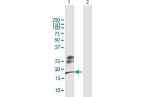 Western Blot analysis of KLRG1 expression in transfected 293T cell line by KLRG1 MaxPab polyclonal antibody.
