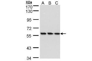 Image no. 1 for anti-RNA Guanylyltransferase and 5'-Phosphatase (RNGTT) (Center) antibody (ABIN2856163)
