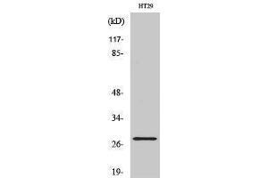 Image no. 1 for anti-Neurexophilin 3 (NXPH3) (Internal Region) antibody (ABIN3185842)