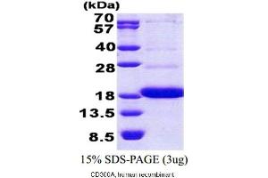 Image no. 1 for CD300a (CD300A) (AA 18-128) protein (His tag) (ABIN1888778)