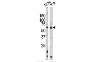 RAD9A Antikörper  (pSer328)