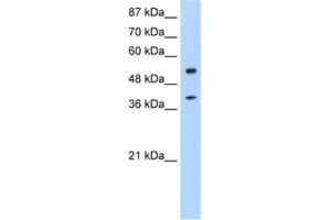 Image no. 1 for anti-NOBOX Oogenesis Homeobox (NOBOX) antibody (ABIN2462023)