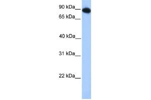 Image no. 1 for anti-Forkhead Box O3 (FOXO3) (N-Term) antibody (ABIN2780366)