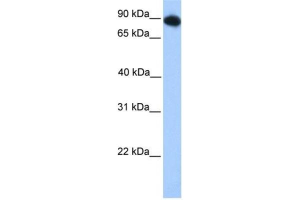 anti-Forkhead Box O3 (FOXO3) (N-Term) antibody