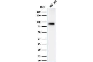 Image no. 5 for anti-Calnexin (CANX) (AA 1-300), (N-Term) antibody (ABIN6940953)