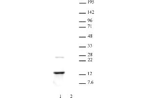 Image no. 5 for anti-H2A Histone Family, Member Z (H2AFZ) (C-Term) antibody (ABIN6971773)