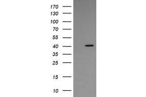 Image no. 1 for anti-Mitogen-Activated Protein Kinase 13 (MAPK13) antibody (ABIN1499954)