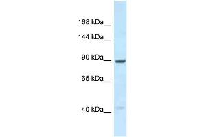 Image no. 1 for anti-Unc-45 Homolog B (UNC45B) (C-Term) antibody (ABIN2789106)