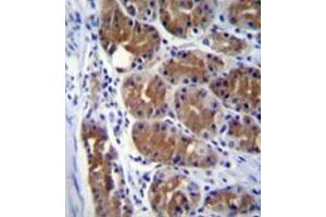 Image no. 1 for anti-Dynactin 2 (p50) (DCTN2) (AA 191-219), (Middle Region) antibody (ABIN952005)