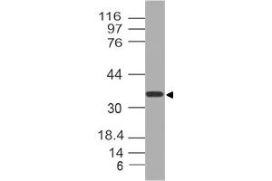 Image no. 1 for anti-Nucleoporin 35kDa (NUP35) (AA 26-241) antibody (ABIN5027408)