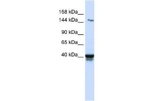Image no. 1 for anti-Immunoglobulin Superfamily, Member 9 (IGSF9) (N-Term) antibody (ABIN635786)