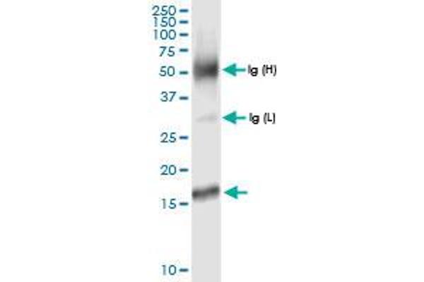 anti-Mitochondrial Fission Process 1 (Mtfp1) (AA 1-166) antibody